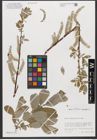 Foto von Salix xanthicola K. I. Chr.